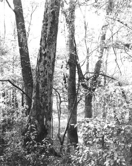 Congarees-Site